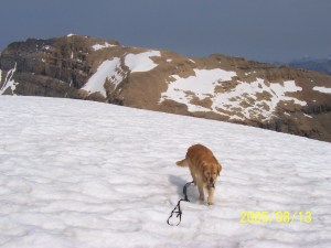 Buddy on Mount Niles