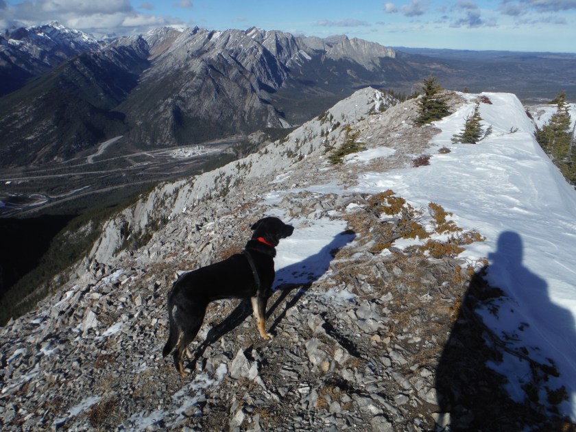 Kona on Heart Mountain Grant MacEwan Peak