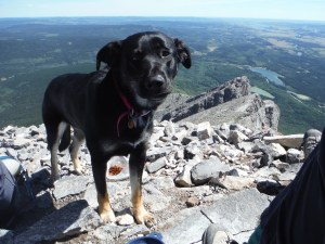 Kona on Yamnuska