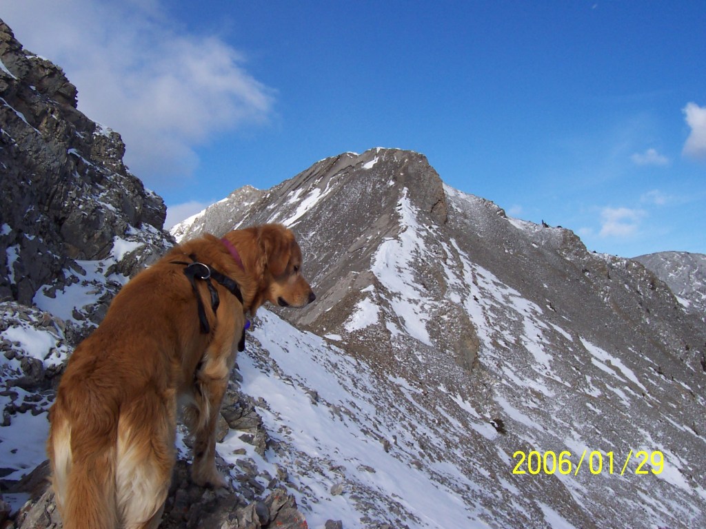 Buddy on Gap Peak