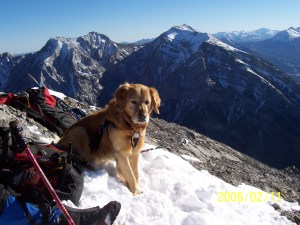 Buddy on Mt Lady Macdonald