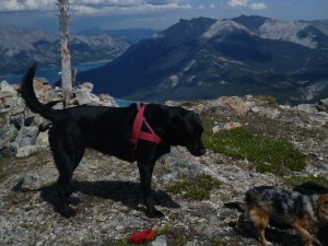 Layla on Ernest Ross August 9, 2015