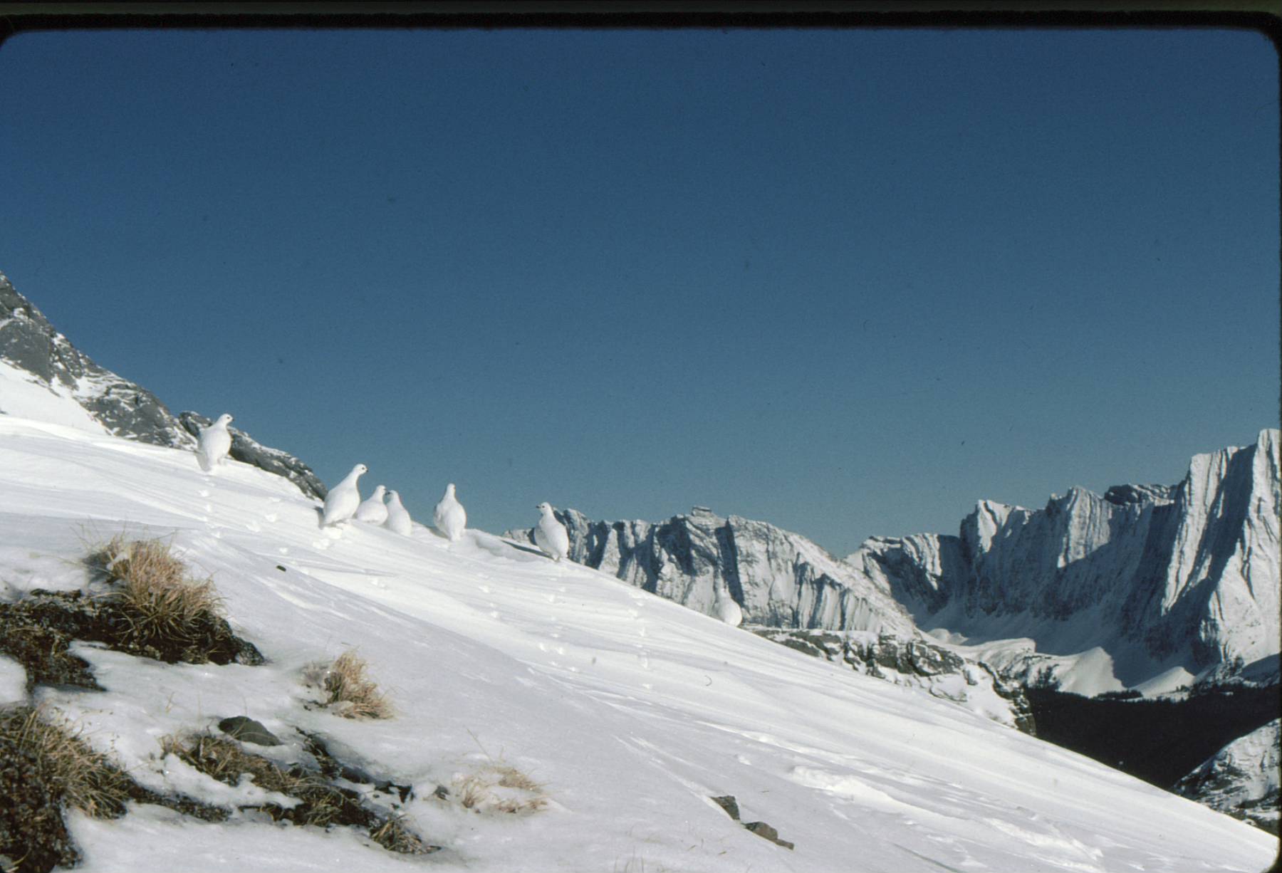 Unnamed 8800 ft w of Smuts Pass Mar 4 89-32