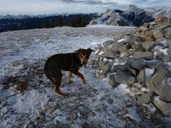 Sophie on Prairie Mtn Jan 2016
