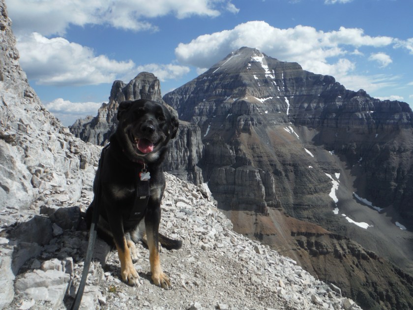 Kona on Eiffel ridge