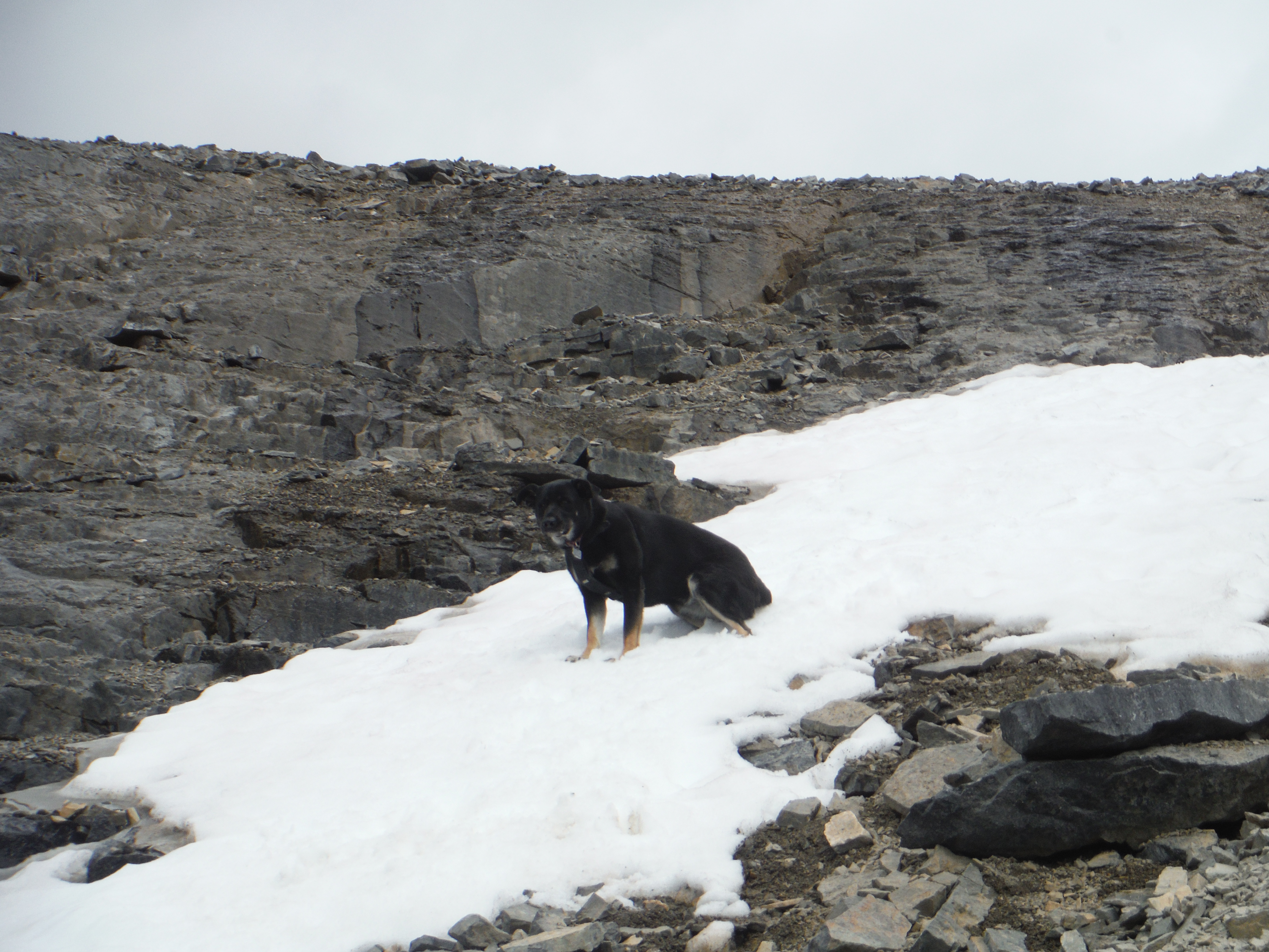 Kona on snow patch near summit of Eiffel Peak