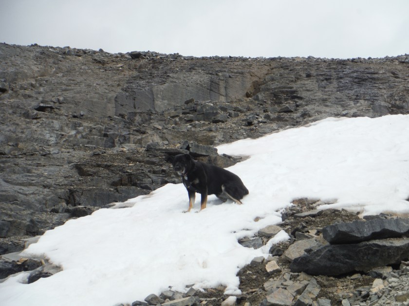 Kona on snow patch near summit of Eiffel Peak