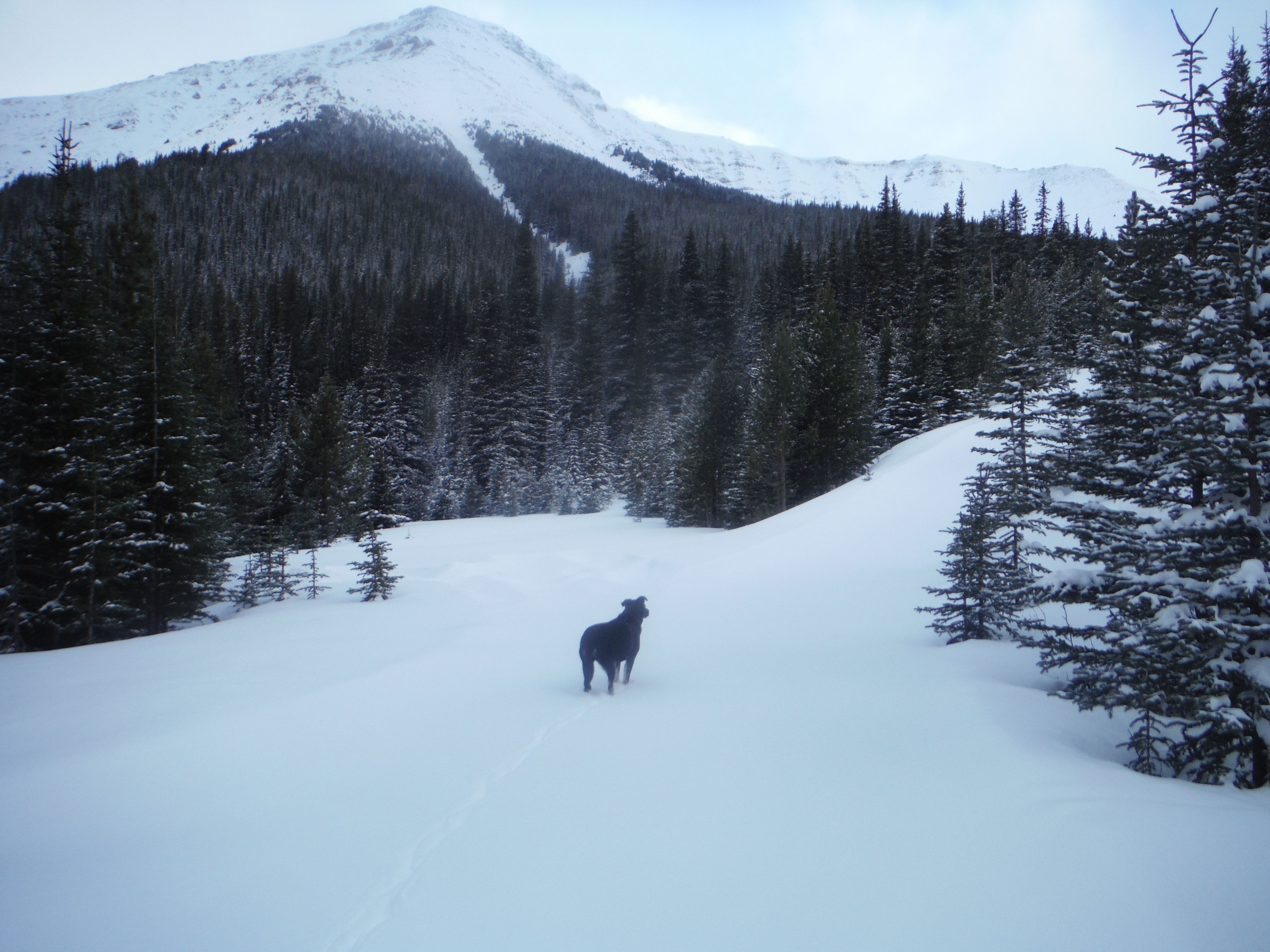 Kona Skogan Jan 2018
