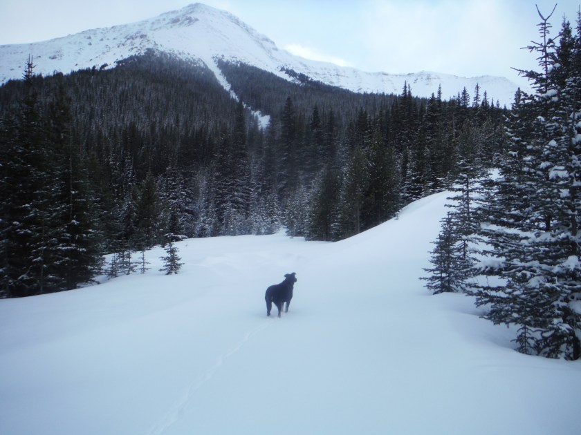 Kona Skogan Jan 2018