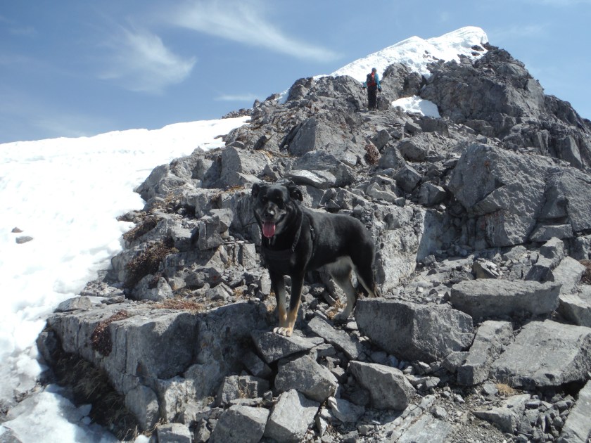 Kona Baldy ridge May 2018