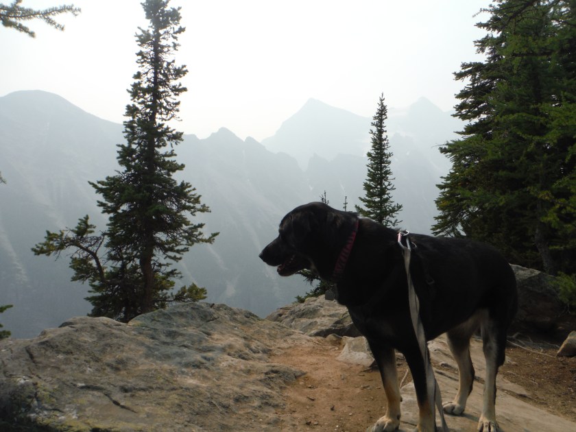 Kona Beehive Fairview Aug 2018