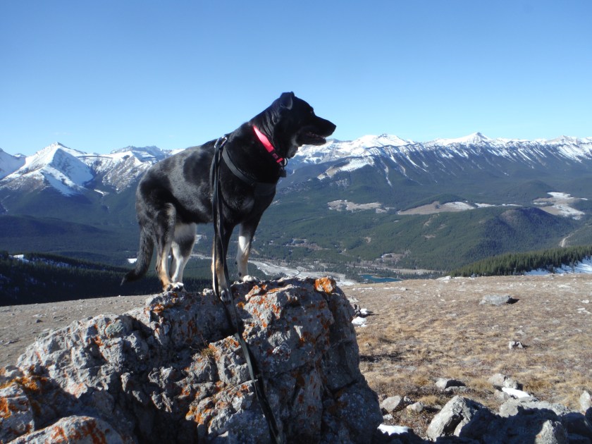 DSCF9076 Forgetmenot Oct2018