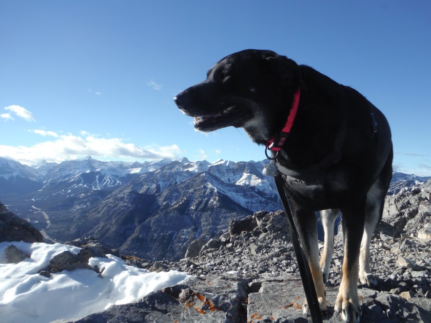 Kona Baldy summit Jan 2019