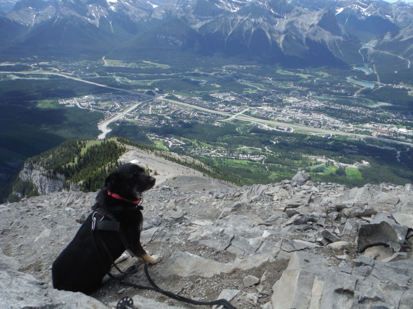 Kona on Lady Macdonald June 2019 Canmore