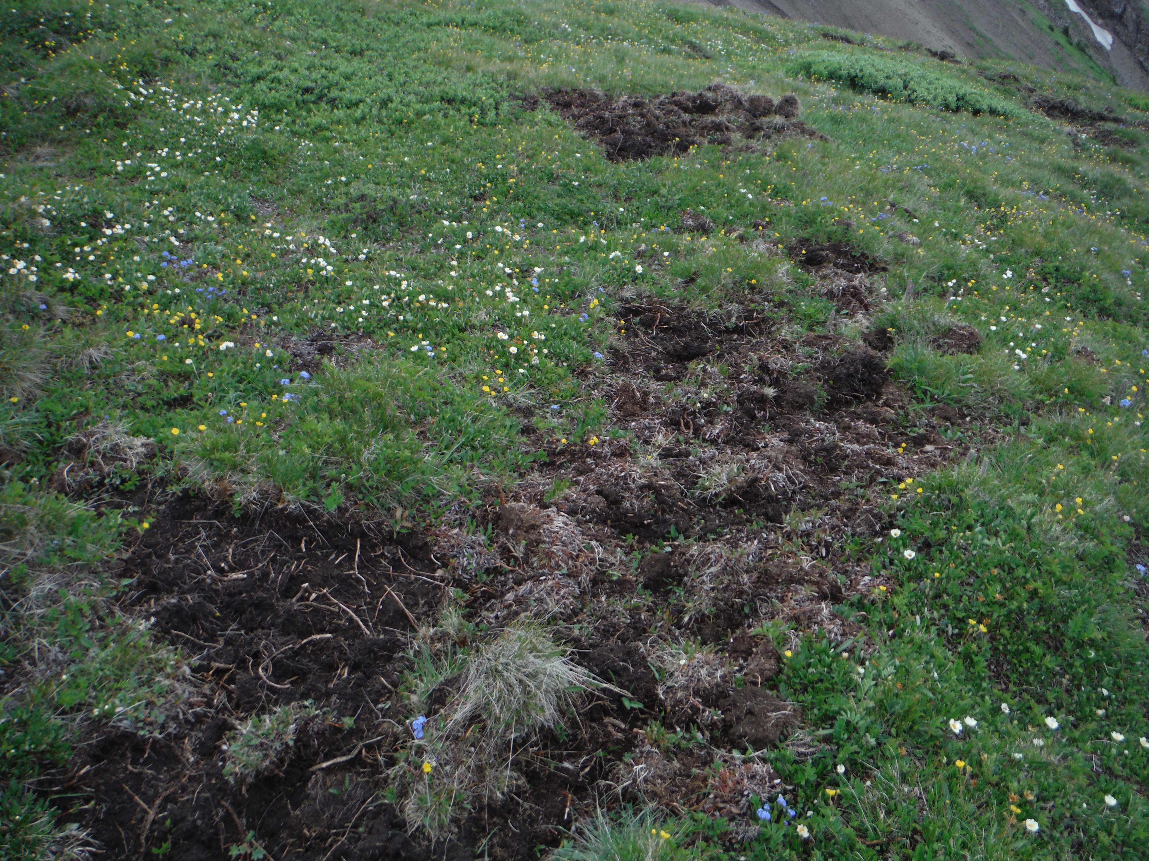 Bear Diggings Opal South July 2019