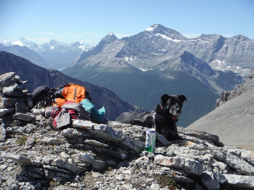 Kona The Orphan Kananaskis