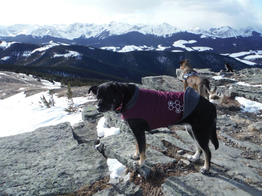 Kona on Cox Hill Sophie Daisie