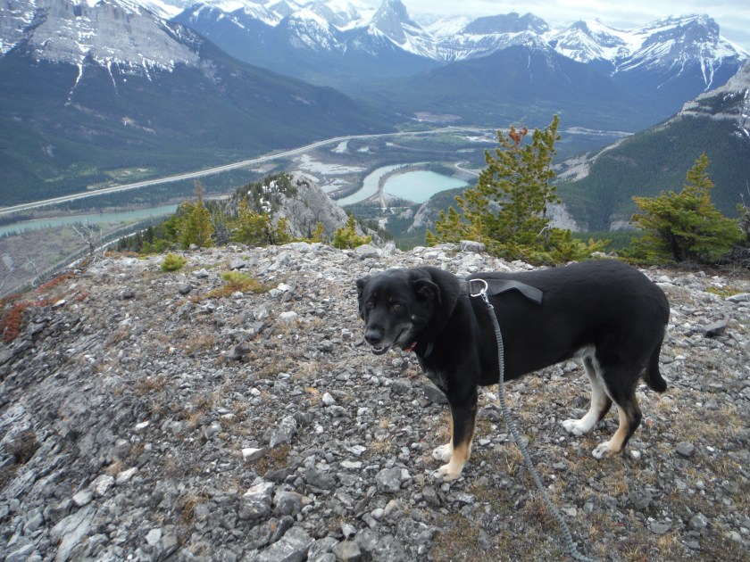Kona Anklebiter Ridge