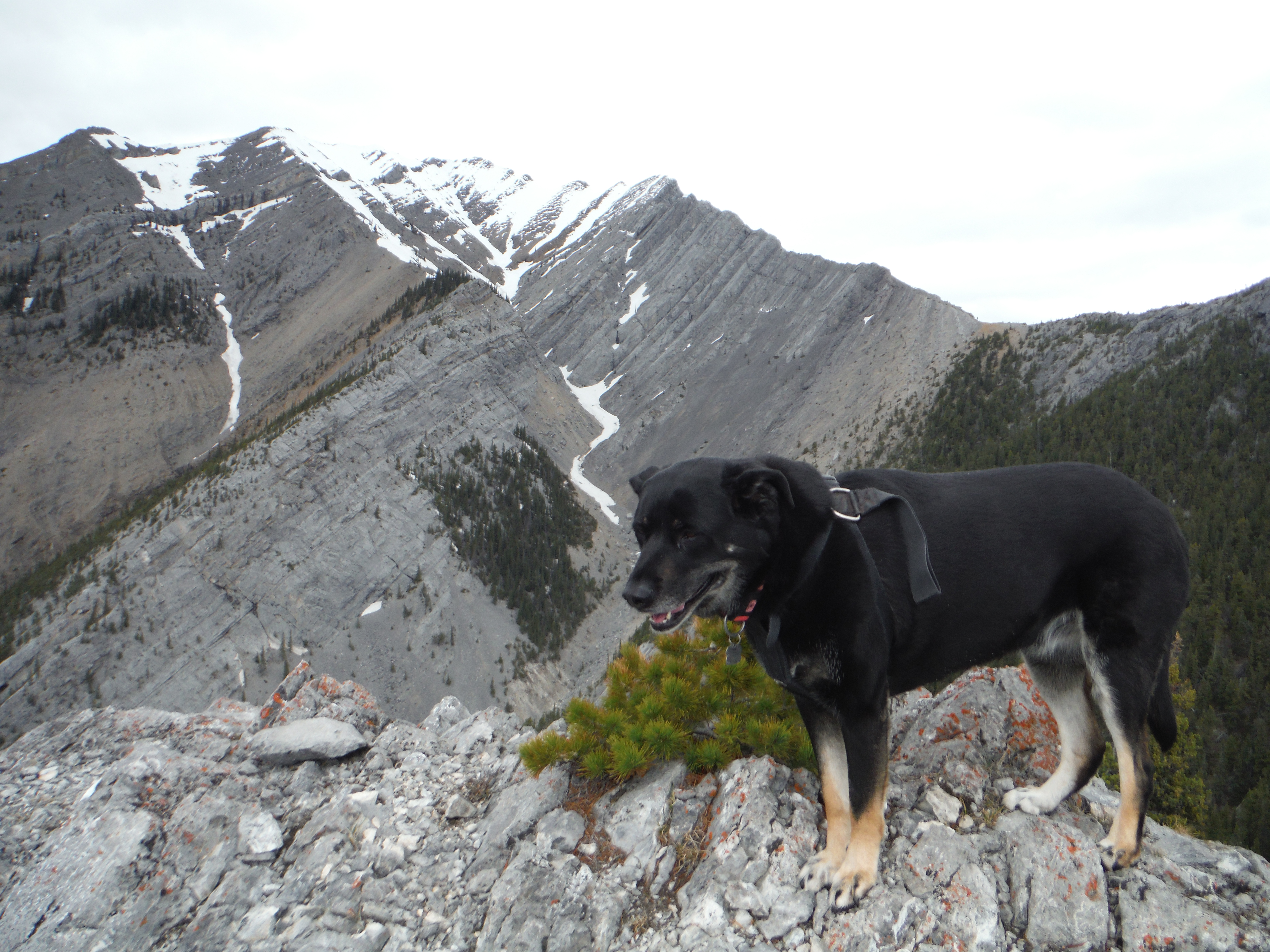 Kona Anklebiter Ridge Gap Peak