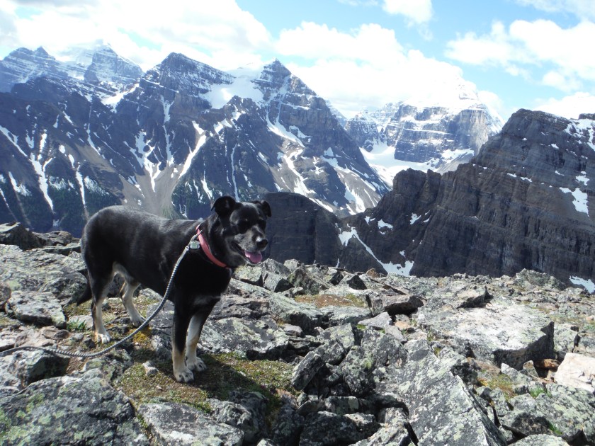 Kona Mt. St. Piran Lake Agnes Devils Thumb Mt. Whyte