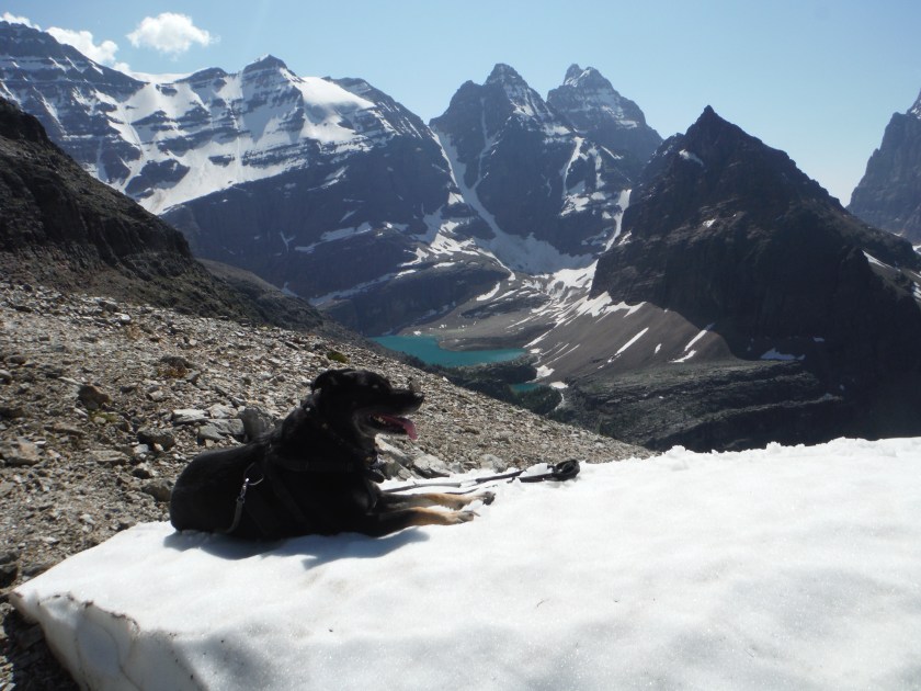 Lake Oesa Wiwaxy Gap Kona Mt. Lefroy Glacier Peak Ringrose Peak Mt. Hungabee Yukness Mtn. Lake O'Hara
