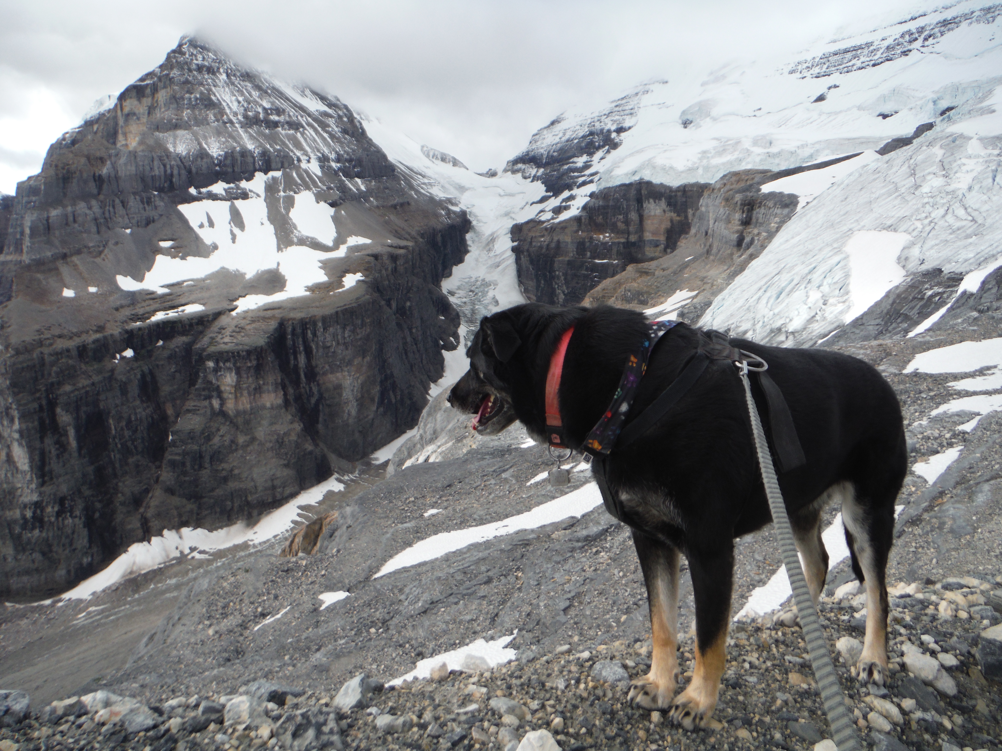 Kona Mt. Lefroy Popes Prospect Abbott Pass ACC Hut Mt. Victoria The Death-Trap Glacier Banff National Park